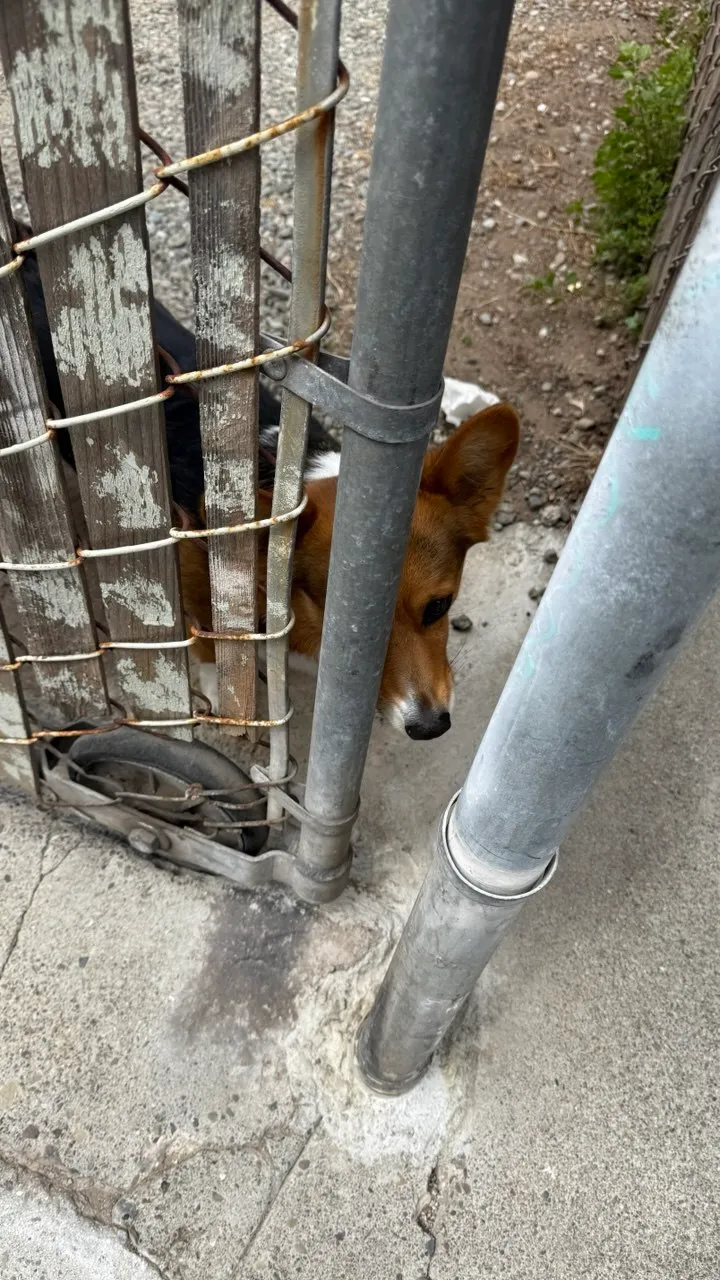 random dog behind fence in soma